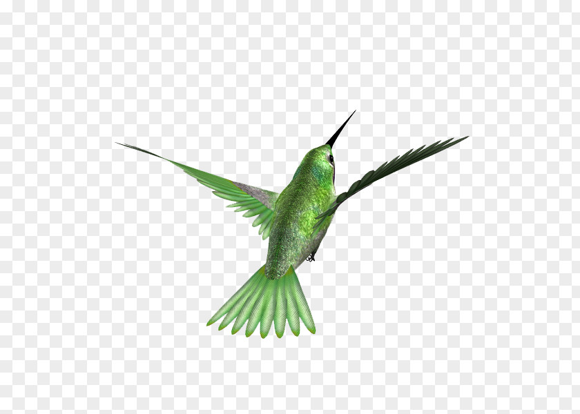Bird Hummingbird Kingfisher Beak Feather PNG