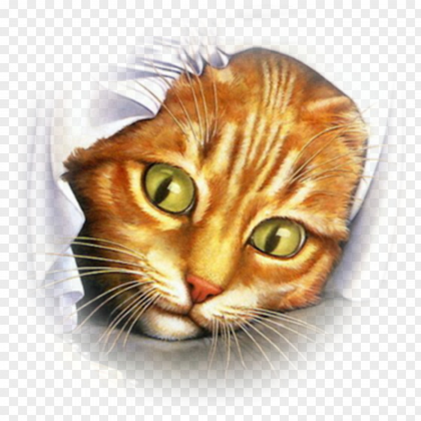 Cats Cat Mouse Kitten Bird Desktop Wallpaper PNG