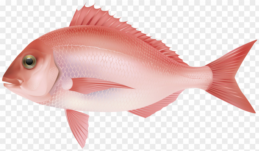 Fish 7 Northern Red Snapper Products As Food Marine Biology Ocean PNG