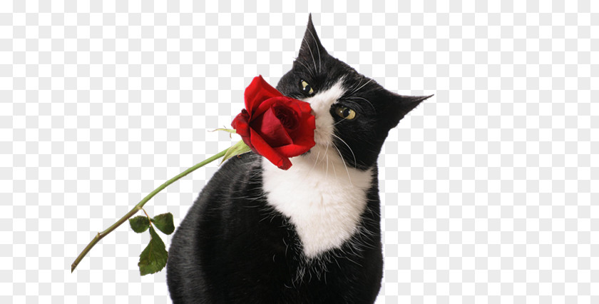 Fk Kitten Norwegian Forest Cat Bengal Desktop Wallpaper Flower PNG