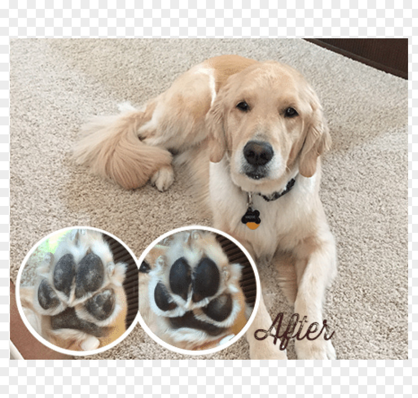 Golden Retriever Labrador Dog Breed Puppy Companion PNG