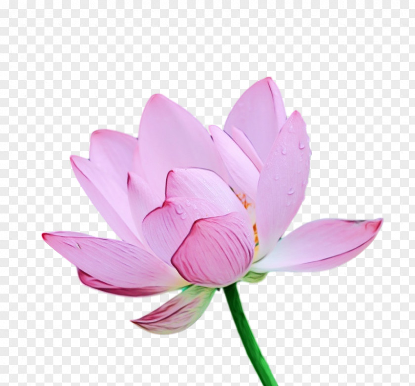 Sacred Lotus Plant Stem Cut Flowers Herbaceous Petal PNG