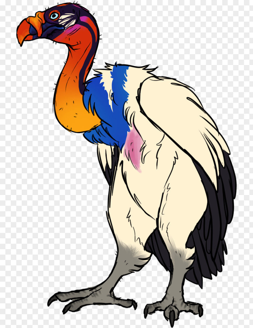 King Vulture Clip Art Bird Beak PNG