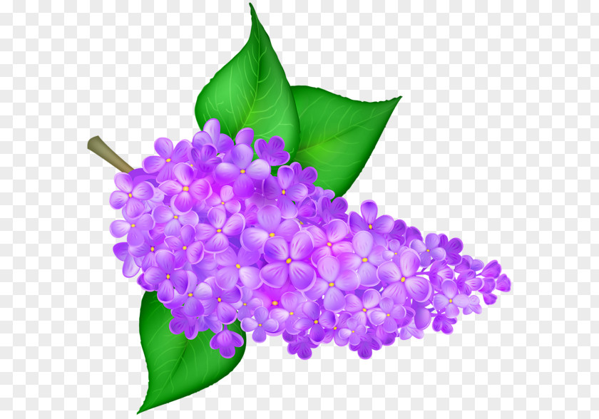 Lilac Flower Common Desktop Wallpaper Clip Art PNG