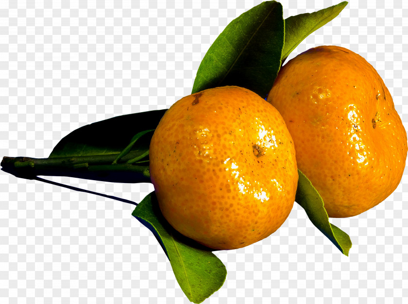 Orange Clementine Mandarin Bitter Rangpur Tangelo PNG