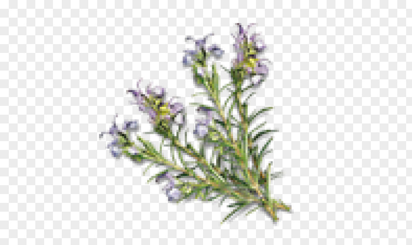 Perfume Hot Tub Sauna Rosemary Essential Oil Spa PNG