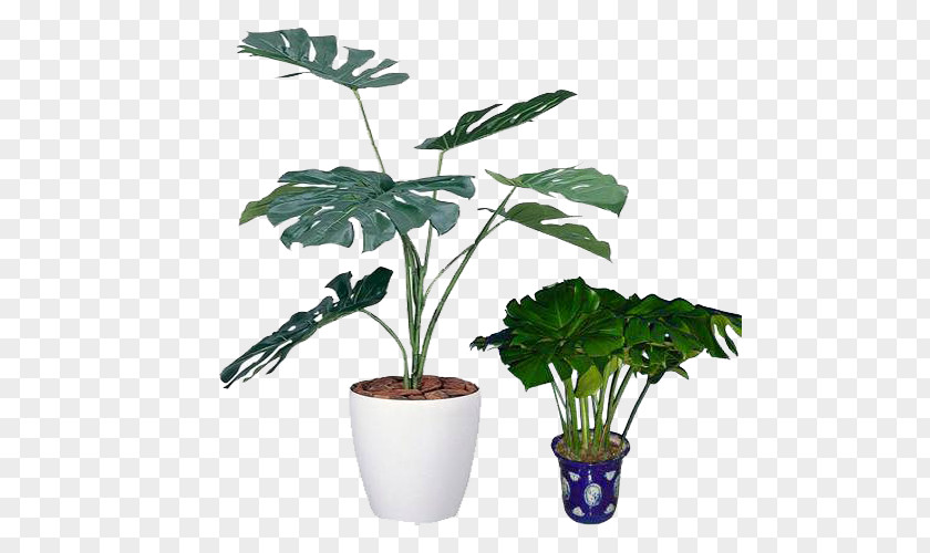 Small Potted Plants Swiss Cheese Plant Light Houseplant Photocatalysis PNG