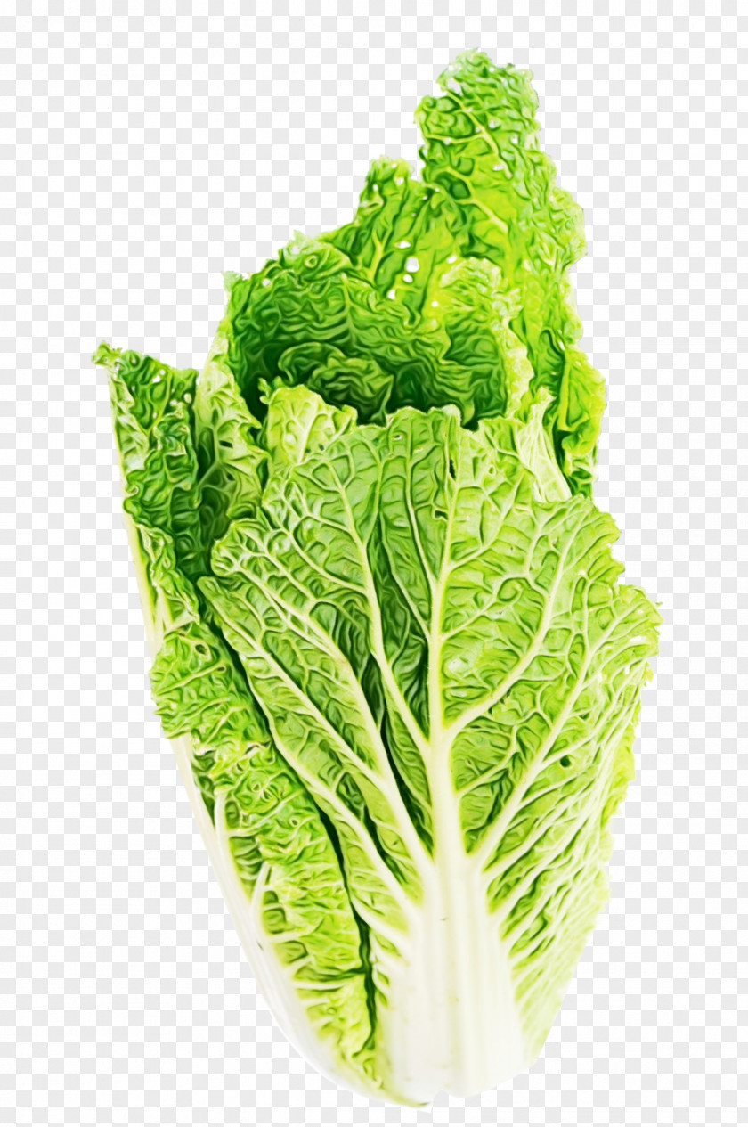 Superfood Iceburg Lettuce Basil Leaf PNG