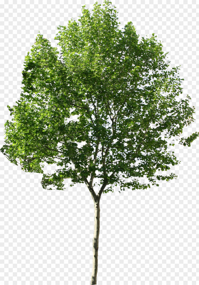 Tree Available In Different Size PNG