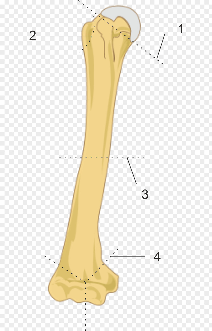 Arm Finger Bone Humerus Fracture Greater Tubercle PNG