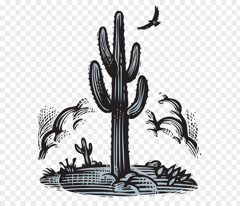 Bill Russell Drawing Cactaceae PNG