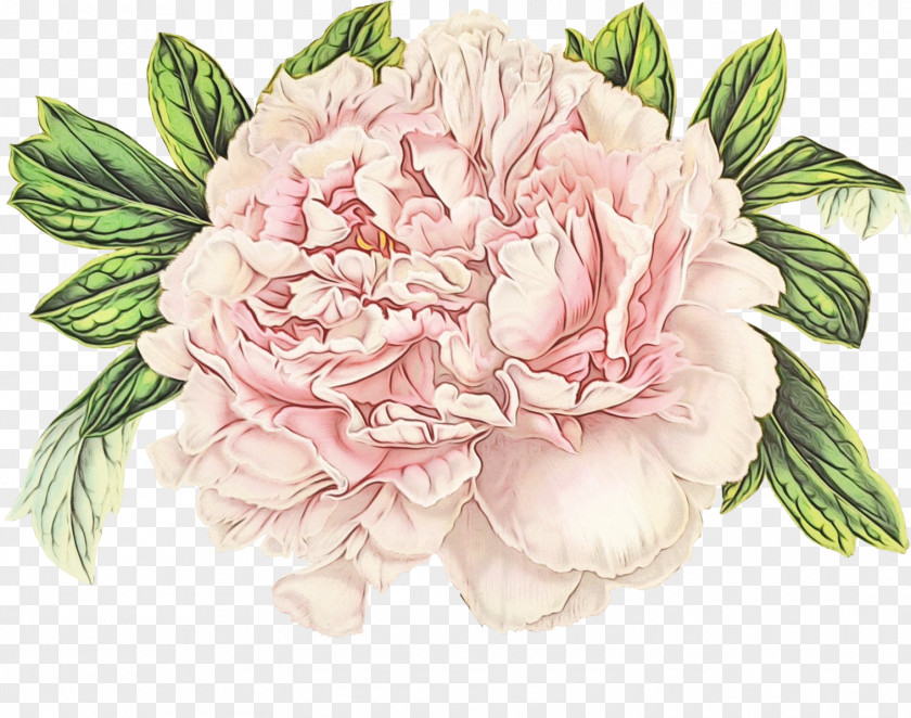 Chinese Peony Petal Flowering Plant Flower Pink Common PNG