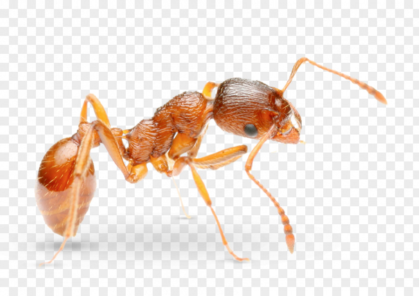 Pharaoh Ant Pest Control Solenopsis Molesta PNG