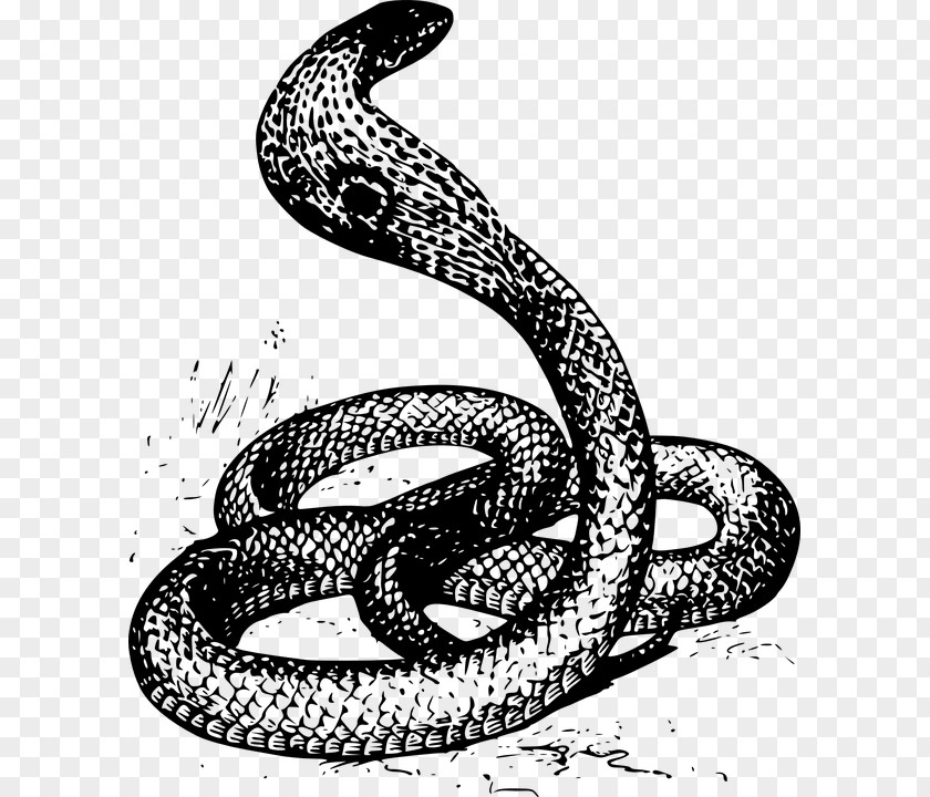 Snake Drawing Clip Art PNG