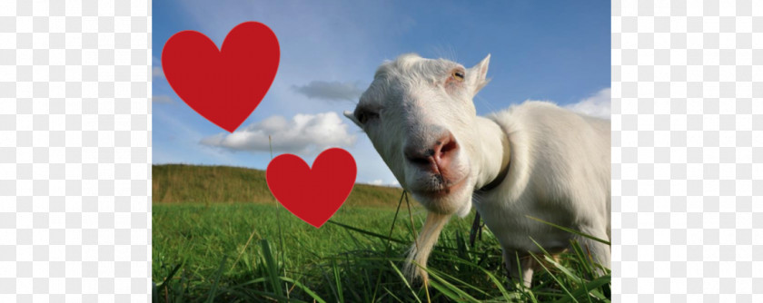 14th February Saanen Goat Milk Romanov Sheep PNG