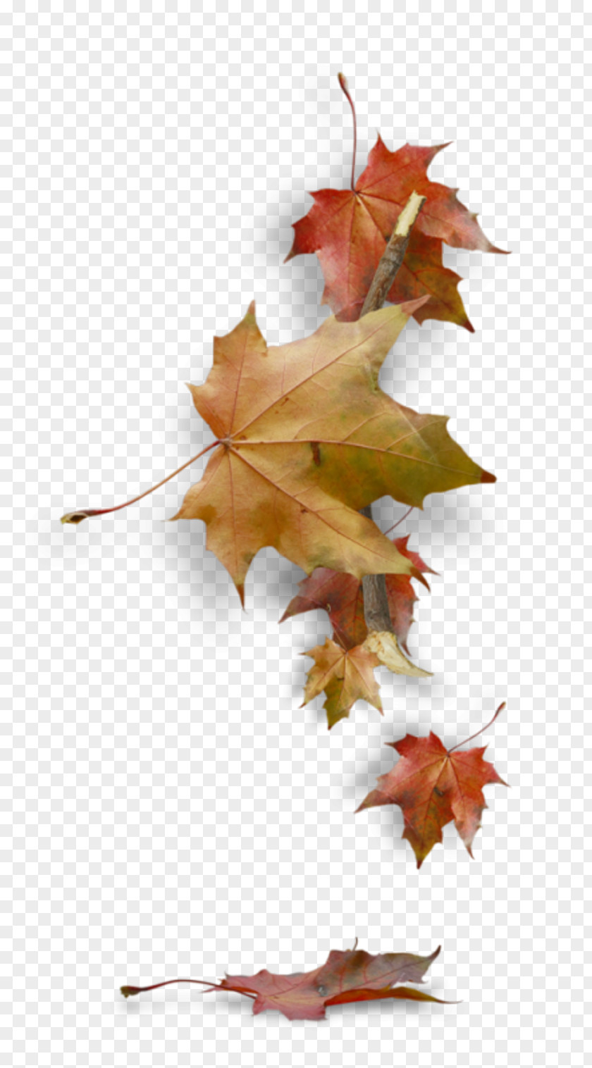 Autumn Leaf Desktop Wallpaper PNG