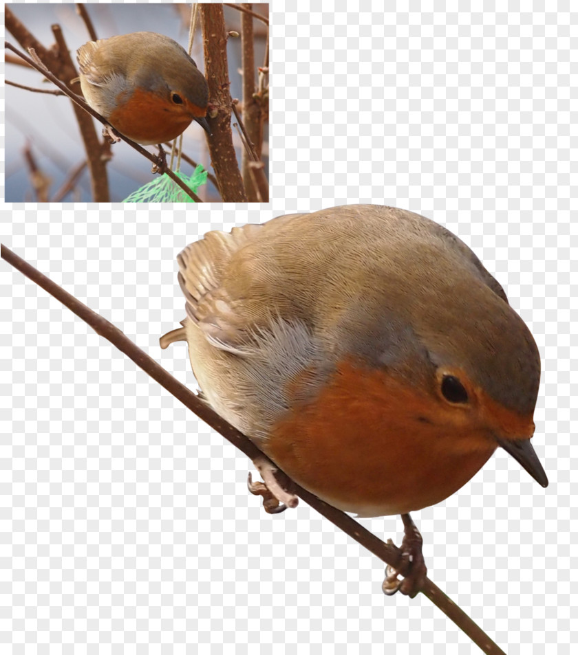 Bird European Robin Common Nightingale Finches Sparrow PNG