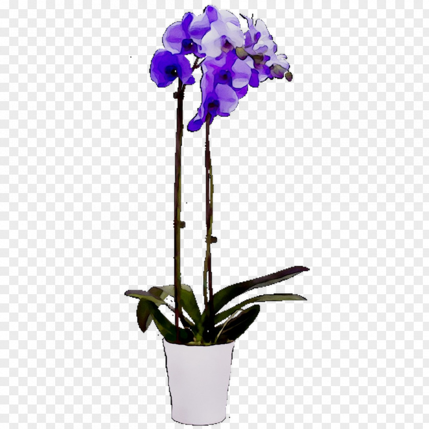Moth Orchids Cattleya Cut Flowers Flowerpot PNG