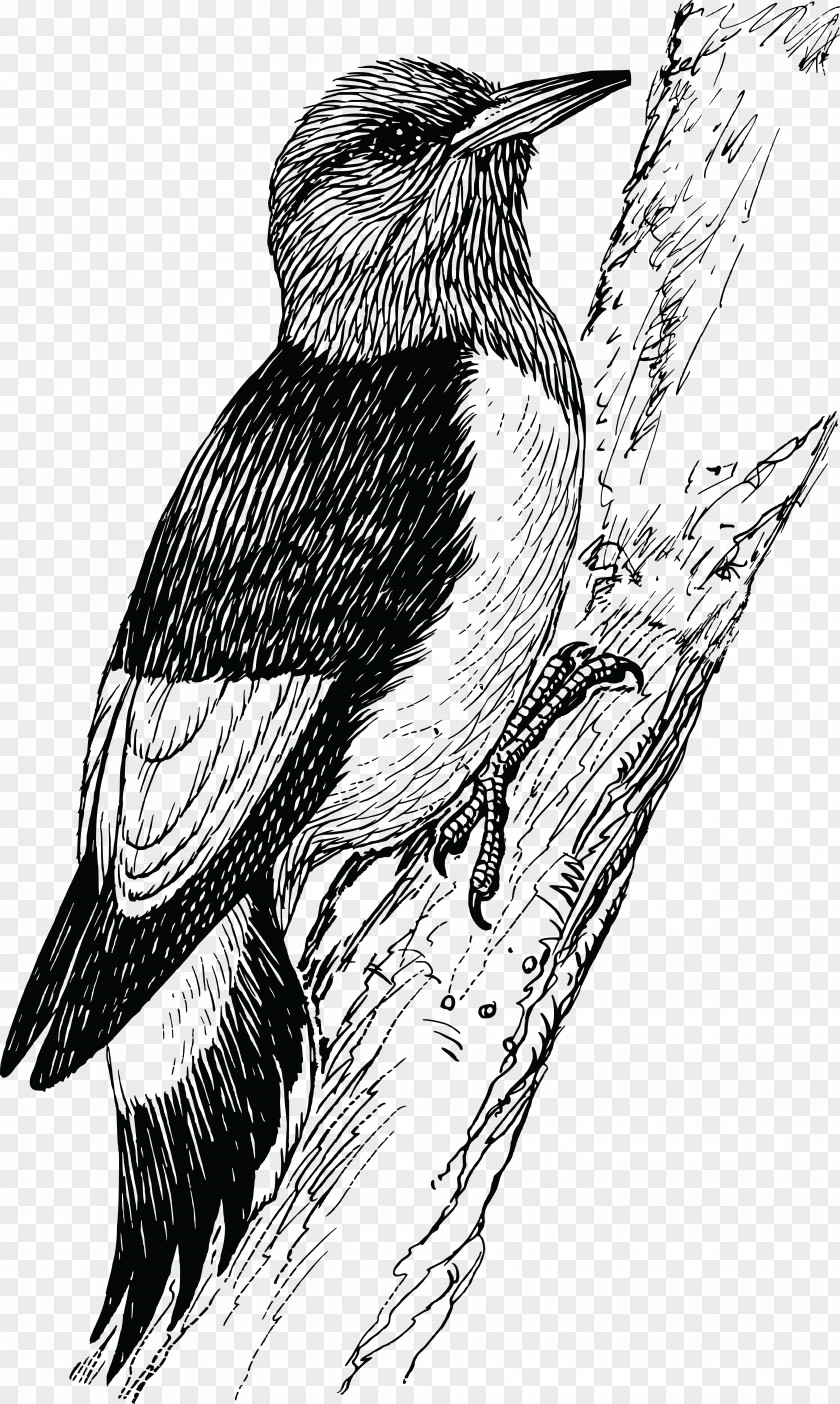 Penguin Woodpecker Bird Clip Art PNG