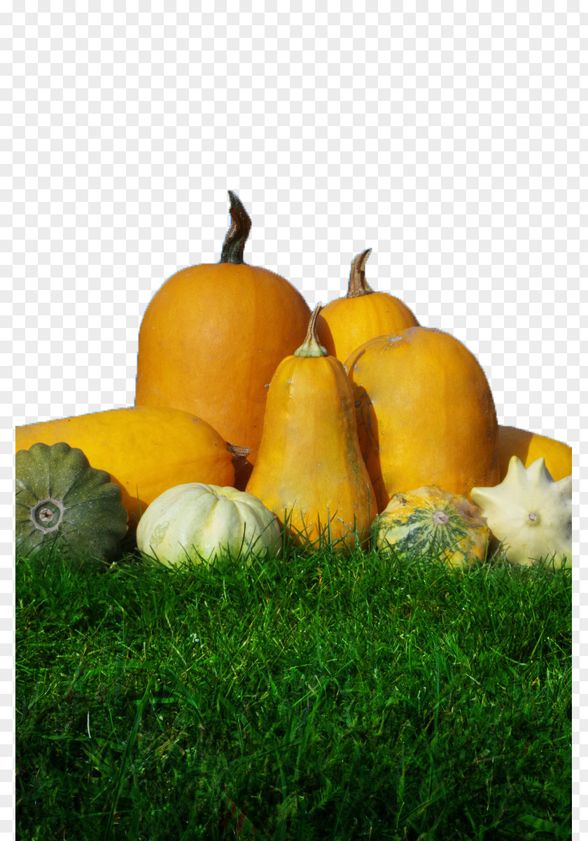 Pumpkin Calabaza Gourd Winter Squash Harvest PNG