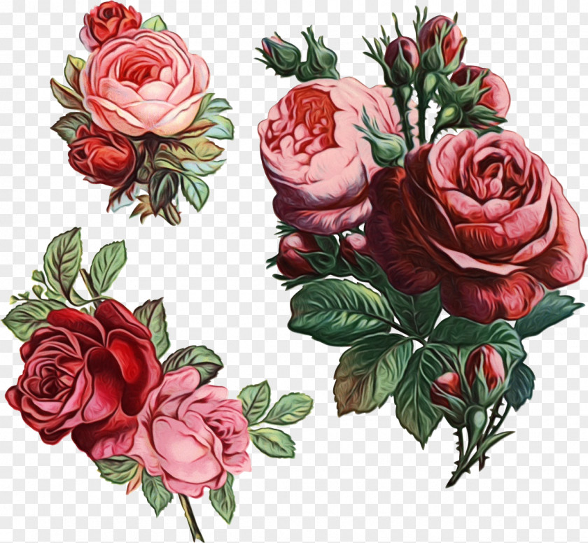 Floribunda Cut Flowers Garden Roses PNG