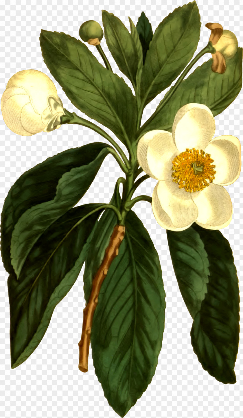 Flower Botany Loblolly Bay Botanical Illustration Curtis's Magazine PNG