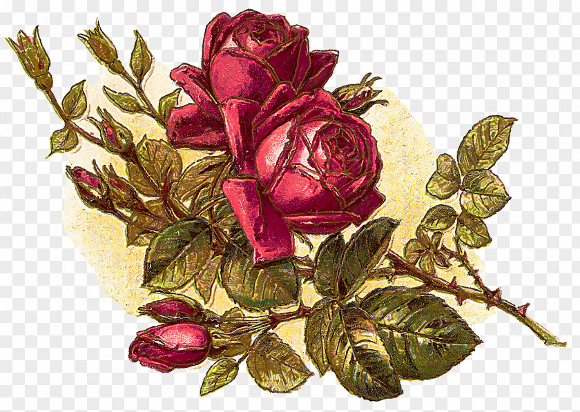 Flowering Plant Pink Garden Roses PNG