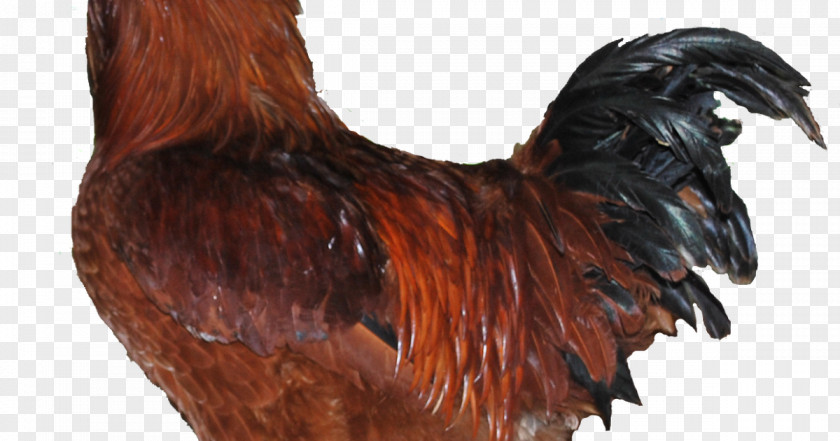 Free Range Chicken Farming Rooster Cornish Leghorn Broiler Brahma PNG