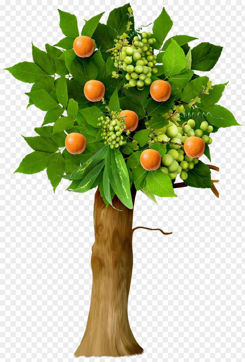 Orange Tree Fruit Apple PNG