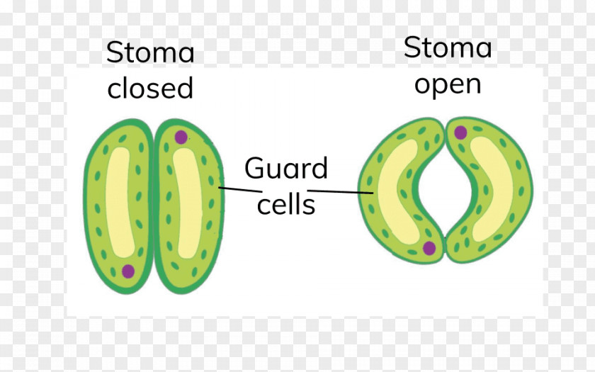 Plant Stoma Guard Cell Leaf PNG