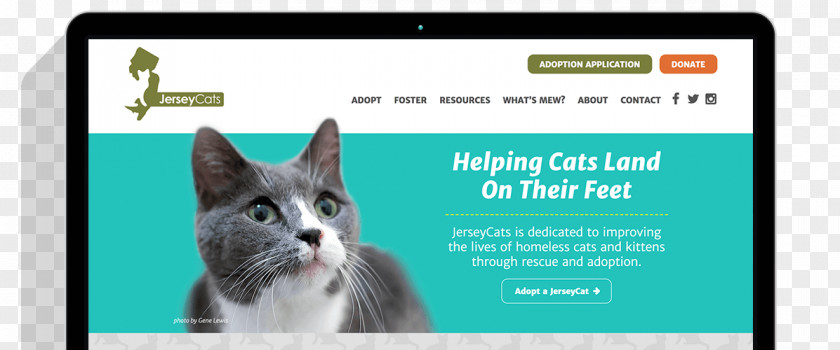 User Experience Fantastic Website Designing Servic .org Whiskers Kitten Web Design .com PNG