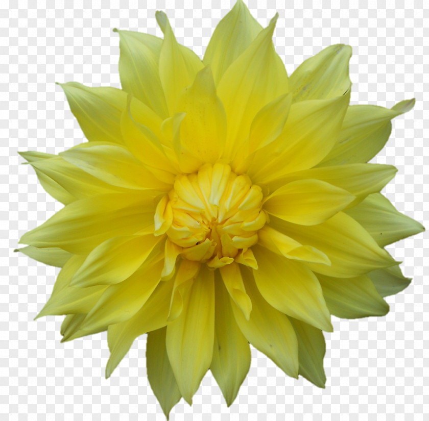8 Auspicious Dahlia Belur Math Dakshineswar Flower Plant PNG