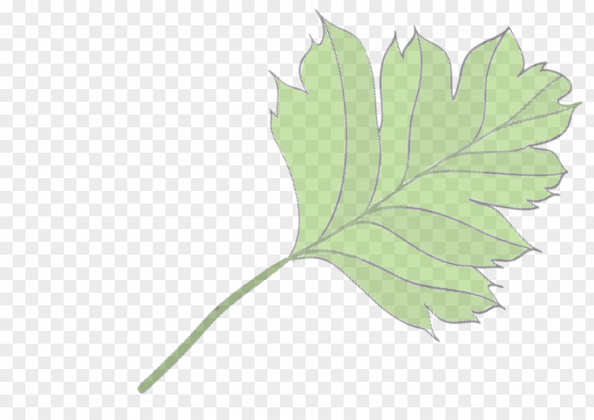 Ayurvedic Background Flowering Plant Stem Leaf Plants PNG