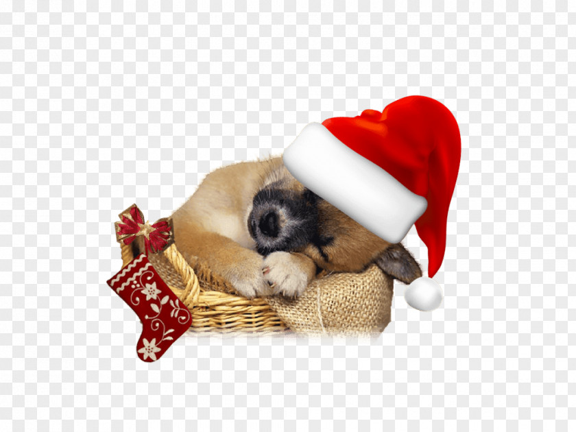 Dog Christmas Tree Santa Claus Puppy PNG