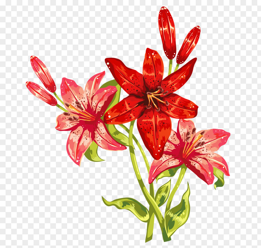 Hand-painted Lily International Women's Day Wish Happiness Woman Greeting & Note Cards PNG