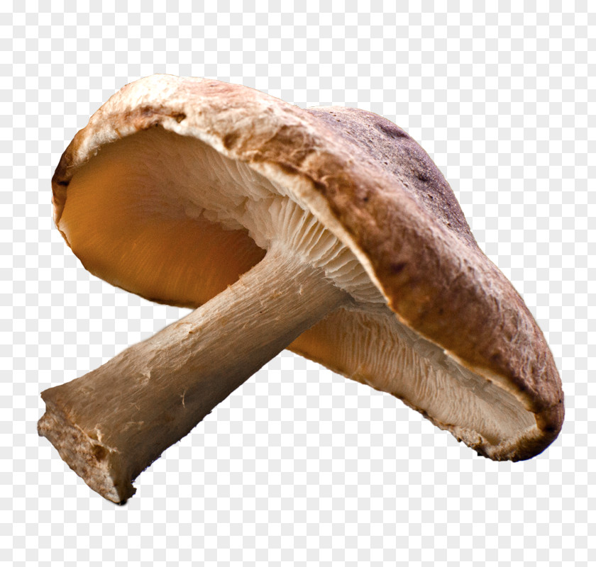 Mushrooms Shiitake Edible Mushroom Common Fungus PNG