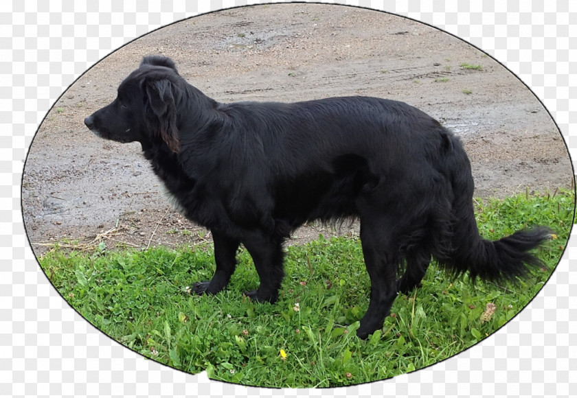 Stork Flat-Coated Retriever Dog Breed Sporting Group PNG