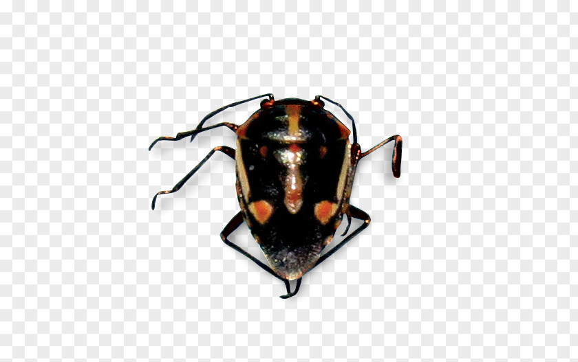 Bagrada Bug True Bugs Stink Harlequin Pest PNG