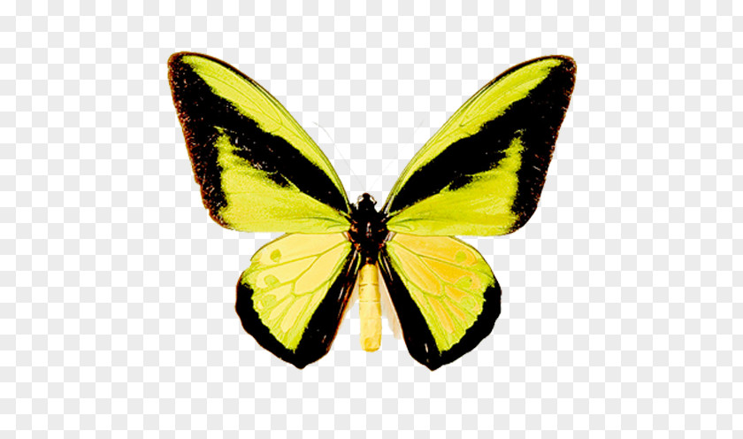 Butterfly Clouded Yellows Monarch Moth Gossamer-winged Butterflies PNG