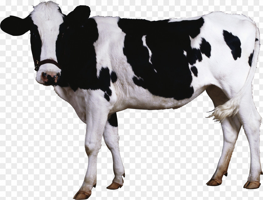Cow Image Beef Cattle Dairy PNG