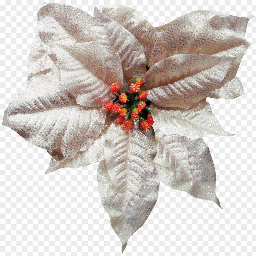 Festivals Cut Flowers Petal PNG