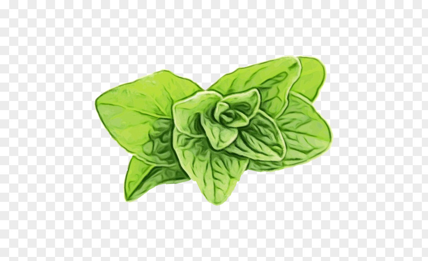Herb Anthurium Green Leaf Background PNG