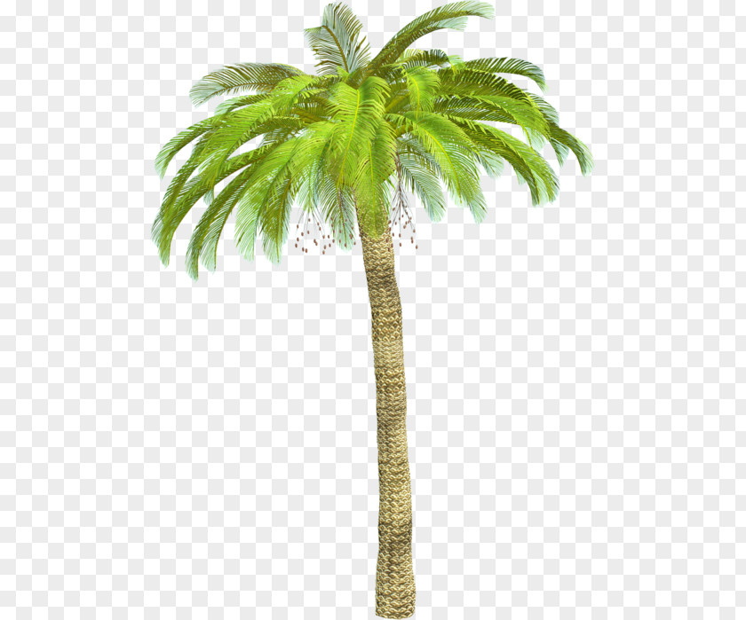 Plant Asian Palmyra Palm Arecaceae Babassu L'Isle-Adam PNG