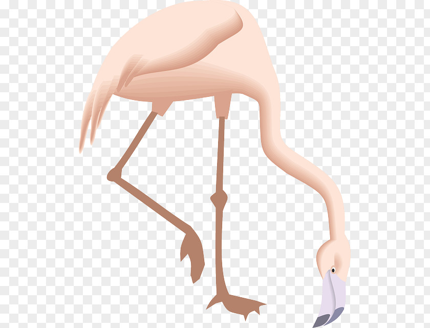 Bending Flamingo Clip Art PNG