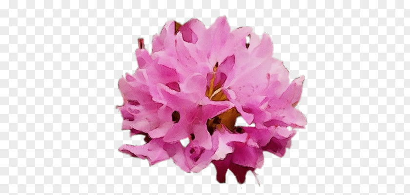Cut Flowers Herbaceous Plant Flower Petal Lilac M PNG