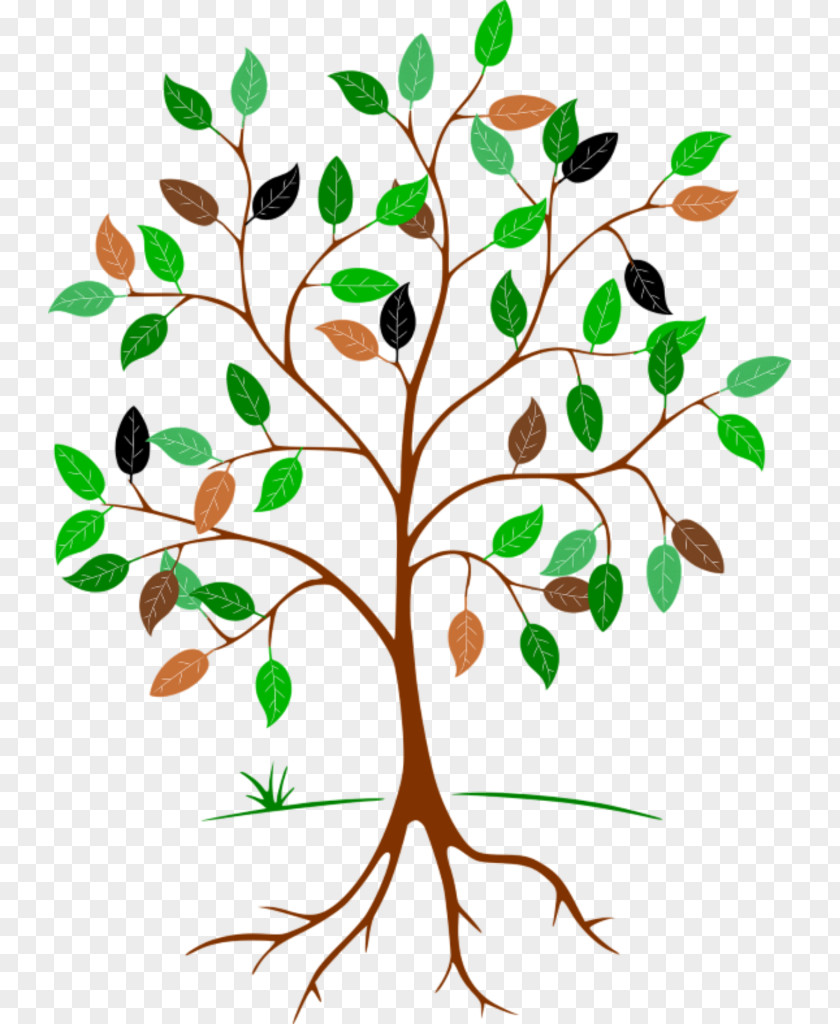 Family Tree Clipart Clip Art Root Leaf PNG