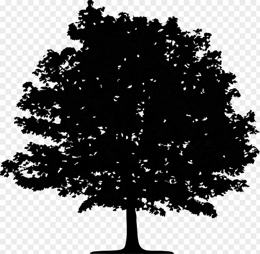 Image Oak Tree Silhouette PNG