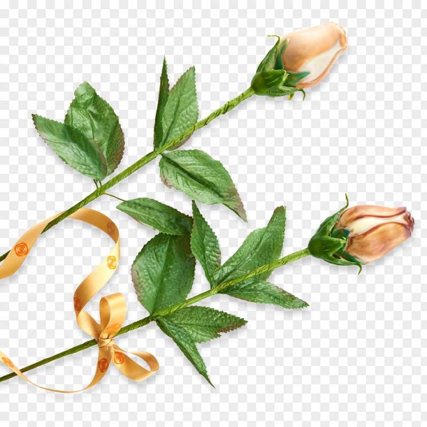 Milk Flower Chocolate Leaf Plant Stem PNG