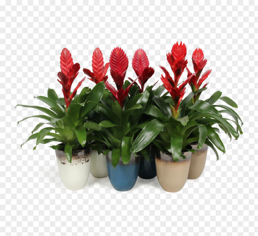 Red Ginger Bromelia Flowers Background PNG