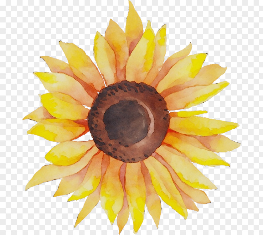 Sunflower Seed Iris PNG
